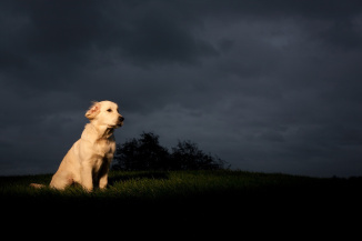 Dog at night shutterstock_41678524