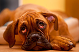 German Boxer - lonely puppy dog laying on the floor with sadness in eyes
