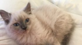 How could you unpack with this little face staring up at you?