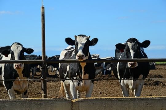 how to heal your gut after antibiotics 5