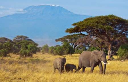 the elephant and hat story