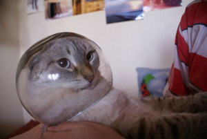 cat-head-stuck
