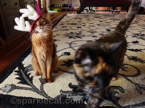 somali cat in reindeer antlers is photobombed by tortoiseshell cat