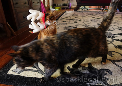 tortoiseshell cat photobombing somali cat in antler headgear