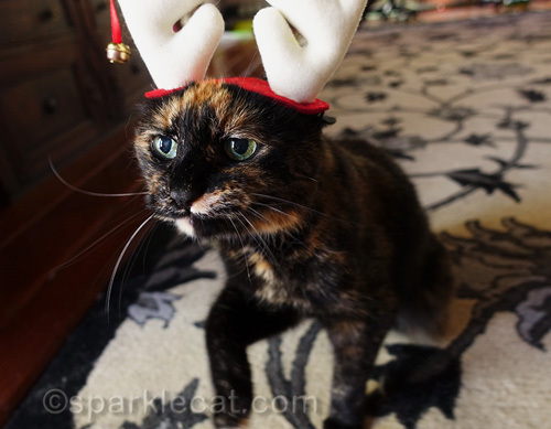tortoiseshell cat in reindeer antler headgear