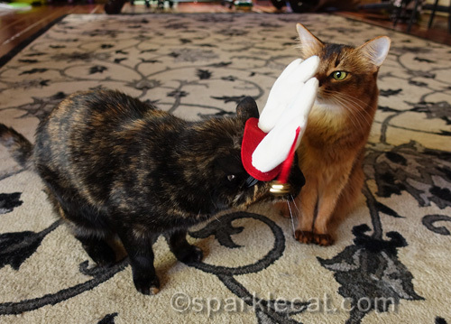 tortoiseshell cat awkwardly wears reindeer antler headgear