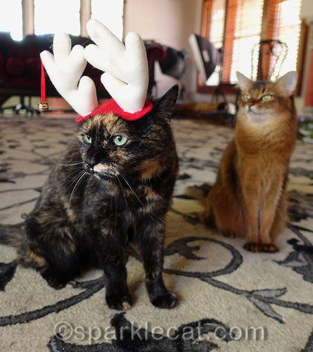 somali cat laughing at tortoiseshell cat wearing reindeer antler headgear