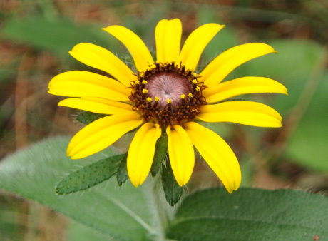 Small Daisy flower