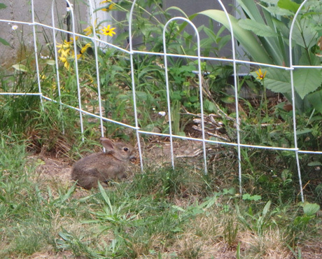 Bunny under fence