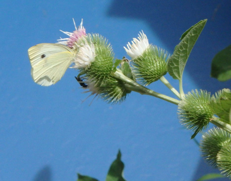 Butterfly on a burr flower