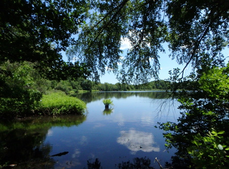 pond460