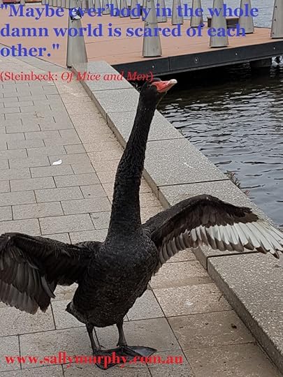 Swan