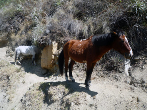 day 1 donkeys inca trail
