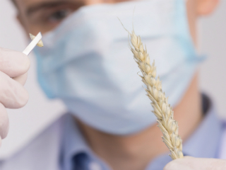 Wheat Sensitivity Final