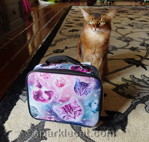 somali cat with her new suitcase