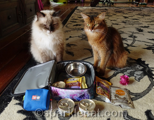 somali cat and ragdoll cat looking at items to pack in the suitcase