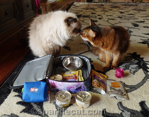 ragdoll cat touching noses with somali cat