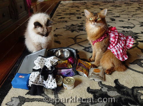 somali cat in dress with ragdoll cat looking at suitcase