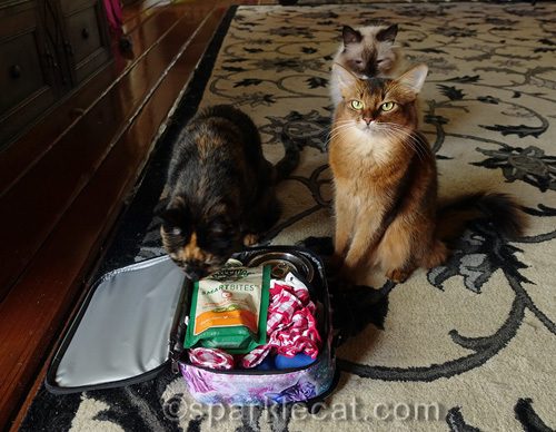 cats surround new suitcase