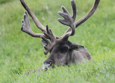 Photo: Half measures aren't enough to save caribou