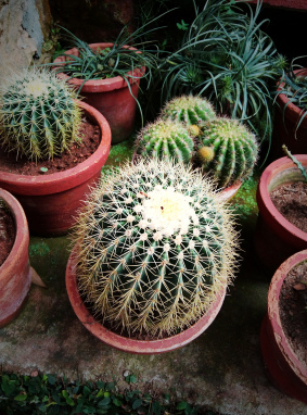 Cactus_on_the_Pots_by_Sankar