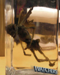 Nephilim-hybrid-fairy (1)