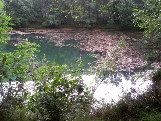 My beautiful picture