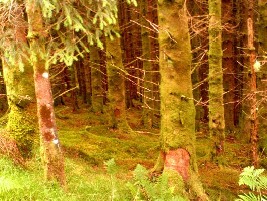 My beautiful picture