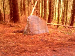 My beautiful picture