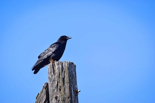 Crow against a blue sky