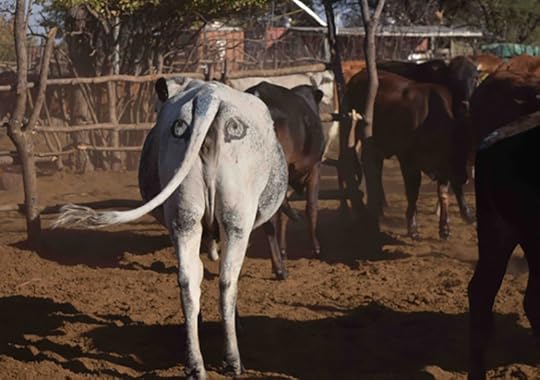 i-cow