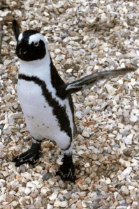 You may remember This Stressed Penguin from a report in 2011. Snapped by our man on the ground. No penguins were harmed in the taking of this photograph. Copyright Graham Holden 2011 photos@gholden.co.uk)(