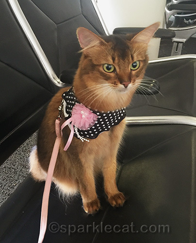 somali cat at LAX boarding gate as she is traveling to Tucson