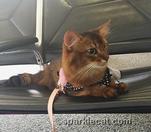 somali cat relaxing at LAX while waiting for her flight