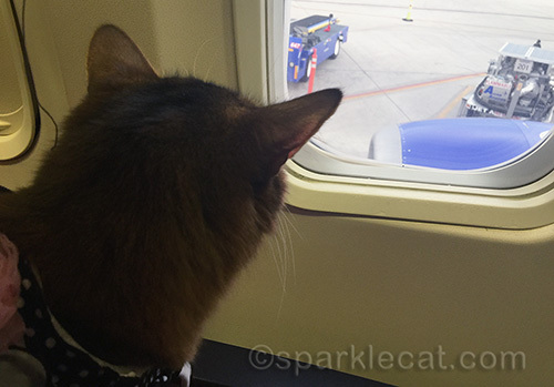 somali cat in airplane, watching luggage being unloaded