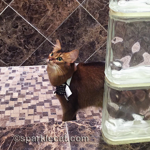 somali cat in shower at DoubleTree Reid Park in Tucson