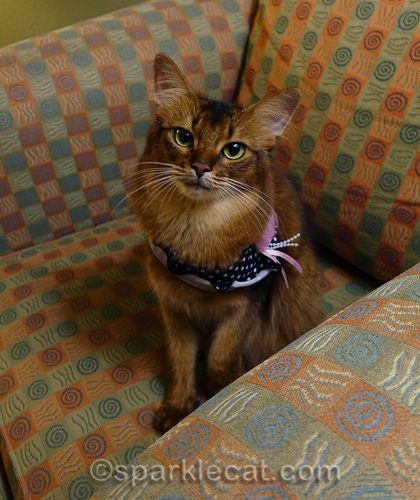 somali cat in comfy chair in hotel room