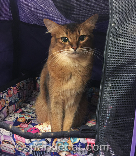 somali cat in Sturdi enclosure for cat show