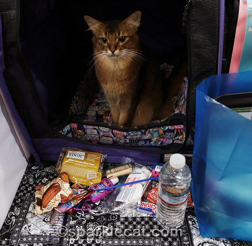 somali cat looks at contents of cat show goodie bag