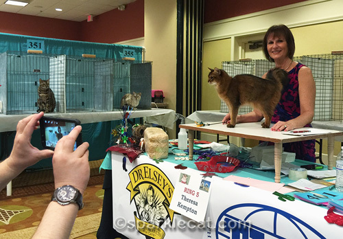 somali cat on judging table, posing for the camera