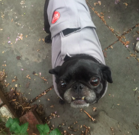 Screen Shot 2016-08-05 at 1.55.54 PM