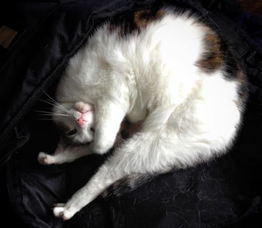 Poekie, stretching, like a chicken.