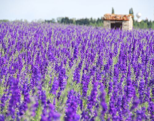 France-flowers
