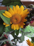 DSCN4651