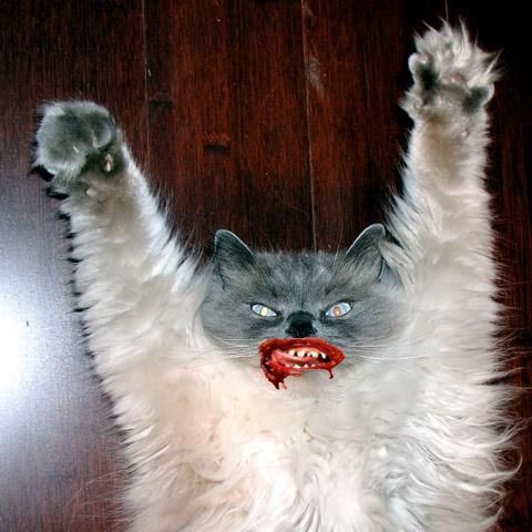 Crazy Cat: 
