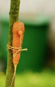 carrot-1512079_1920