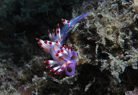 Flabellina Nelson Bay Aug 2015_7063-PS1cm