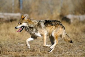 Mexican gray wolf - a little guy as wolves go, perhaps because life in desert mountains is hard. Looks a lot like a coyote to me.
