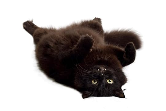 black cat myths