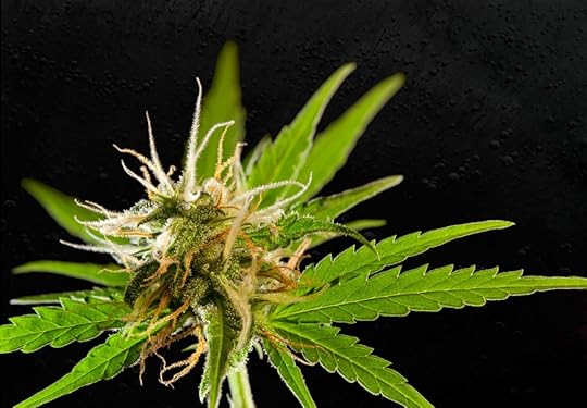 Jamaican Pearl Flower I